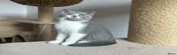 British Shorthair cats for sale: 🐾Blue and White British Shorthair Boys  - Advert 9