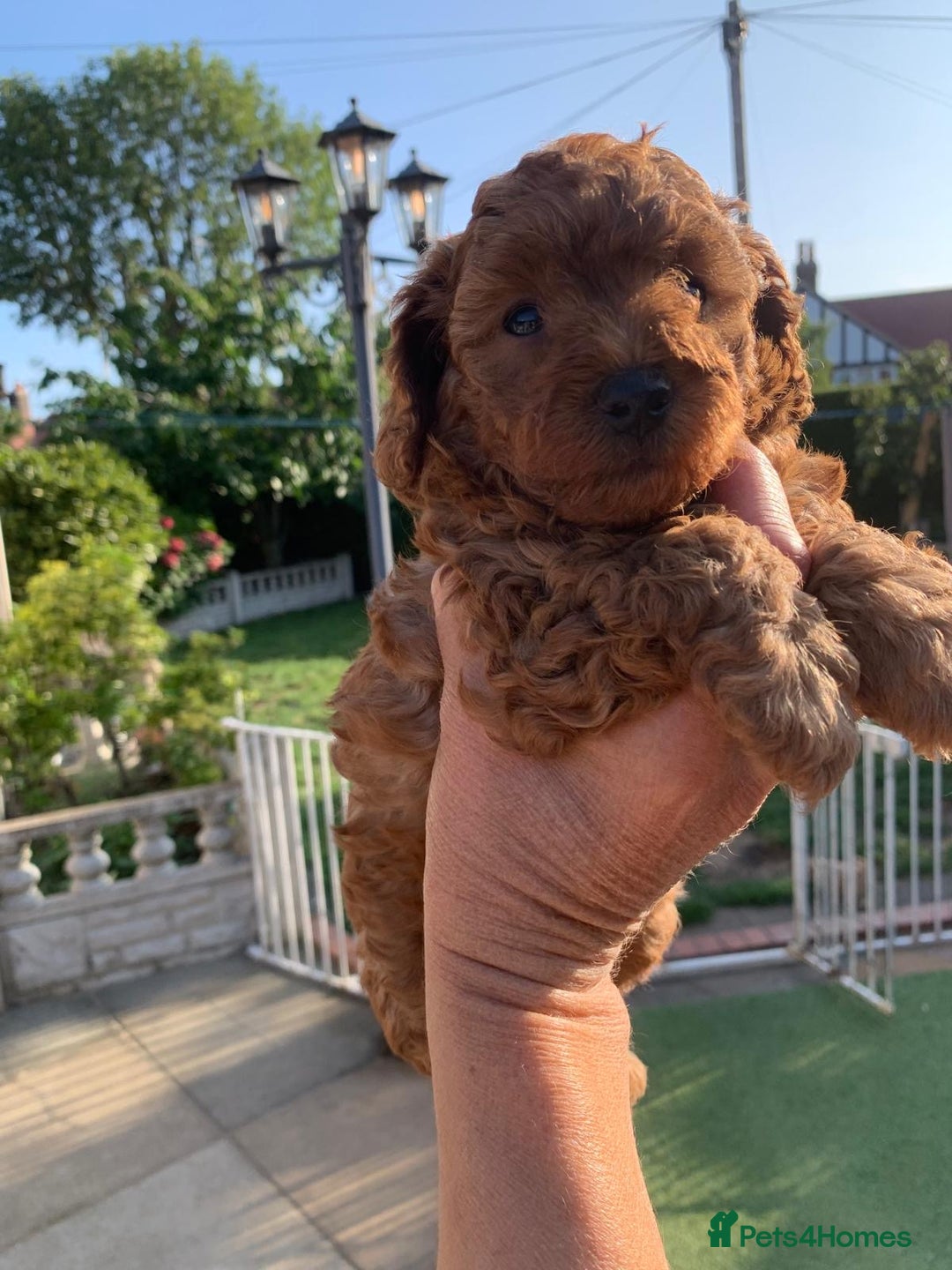 Toy Poodle dogs for sale: One of a kind deep red toy poodle boy - Image 6