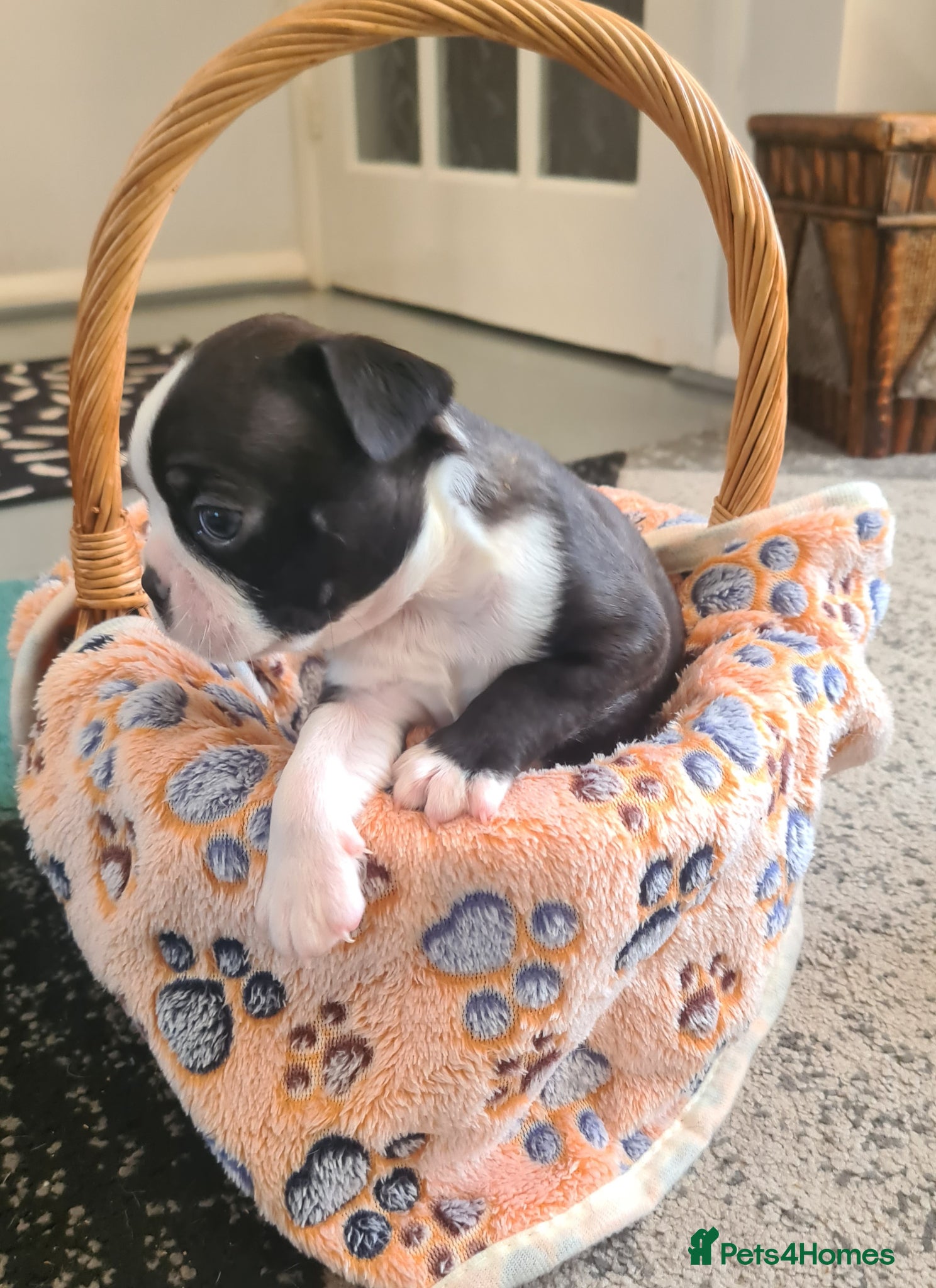 Boston Terrier dogs Boston terrier puppies  - Advert 4