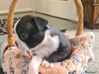 Boston Terrier dogs Boston terrier puppies - Advert 4