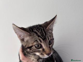 Bengal cats Make kittens - Advert 1