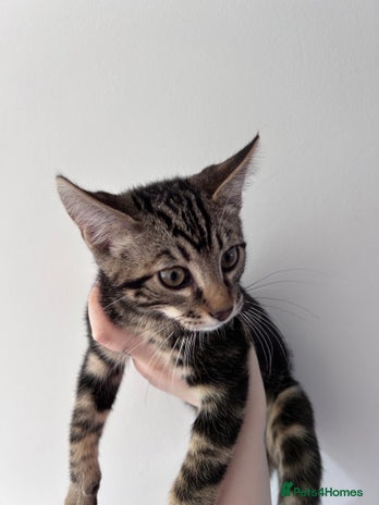 Bengal cats Make kittens - Advert 1