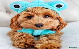 Cavapoo dogs for sale: Zoey a beautiful female Cavapoo puppy  - Image 3