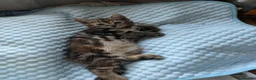 Mixed Breed cats for sale: Bengal x Maine coon  - Advert 3