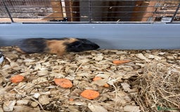 Guinea Pig rodents for sale: Lots of lovely baby guinea pigs - Image 9