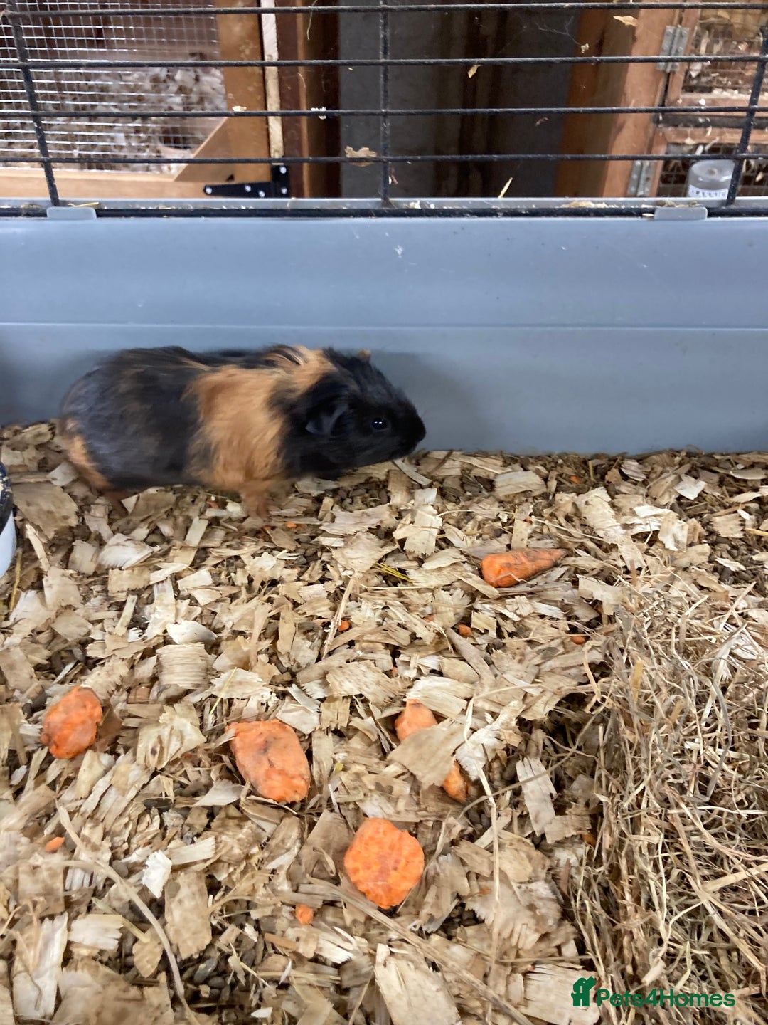 Guinea Pig rodents for sale: Lots of lovely baby guinea pigs - Image 9