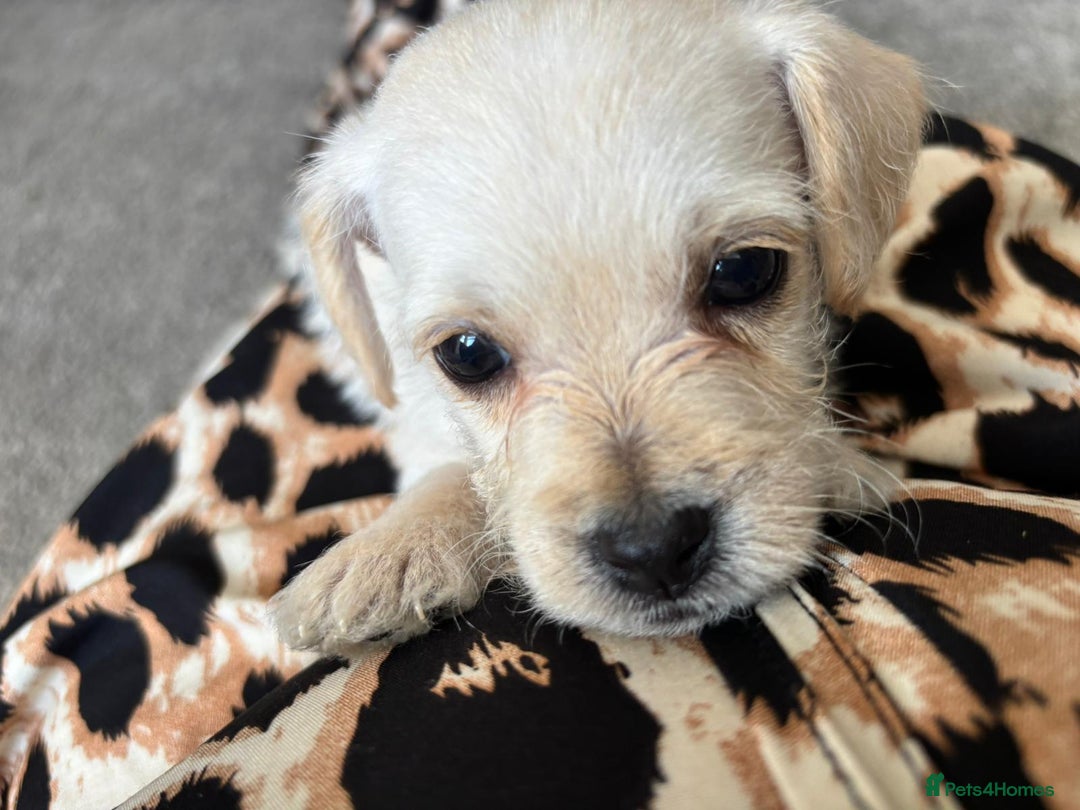 Mixed Breed dogs for sale: Westiepoo pups - Image 3