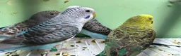 Budgerigars birds for sale: Black Wings budgies, possible split to bw/bf - Advert 3