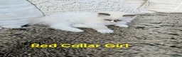 Ragdoll cats for sale: Adorable Ragdoll kittens looking for loving homes! - Advert 32