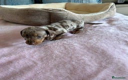 Miniature Dachshund dogs for sale: Gentle Smoothhair mini doxies for sale - Image 7