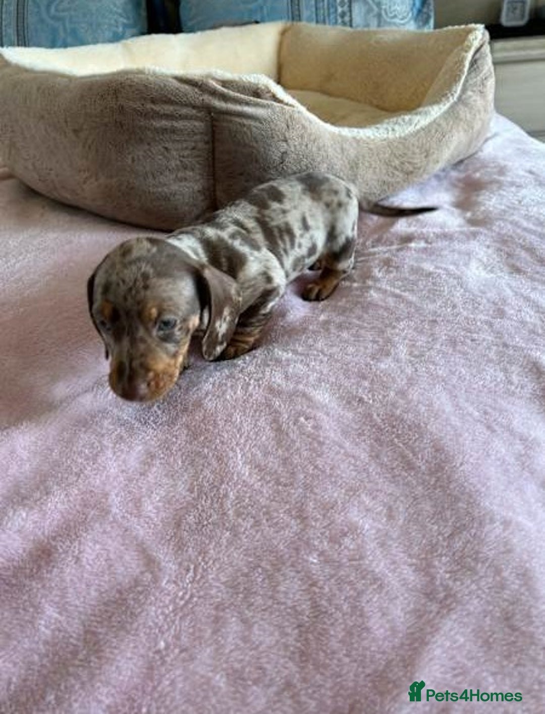 Miniature Dachshund dogs for sale: Gentle Smoothhair mini doxies for sale - Image 7