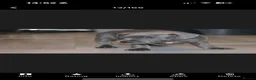 Staffordshire Bull Terrier dogs for sale: Blue staff puppies  - Advert 13