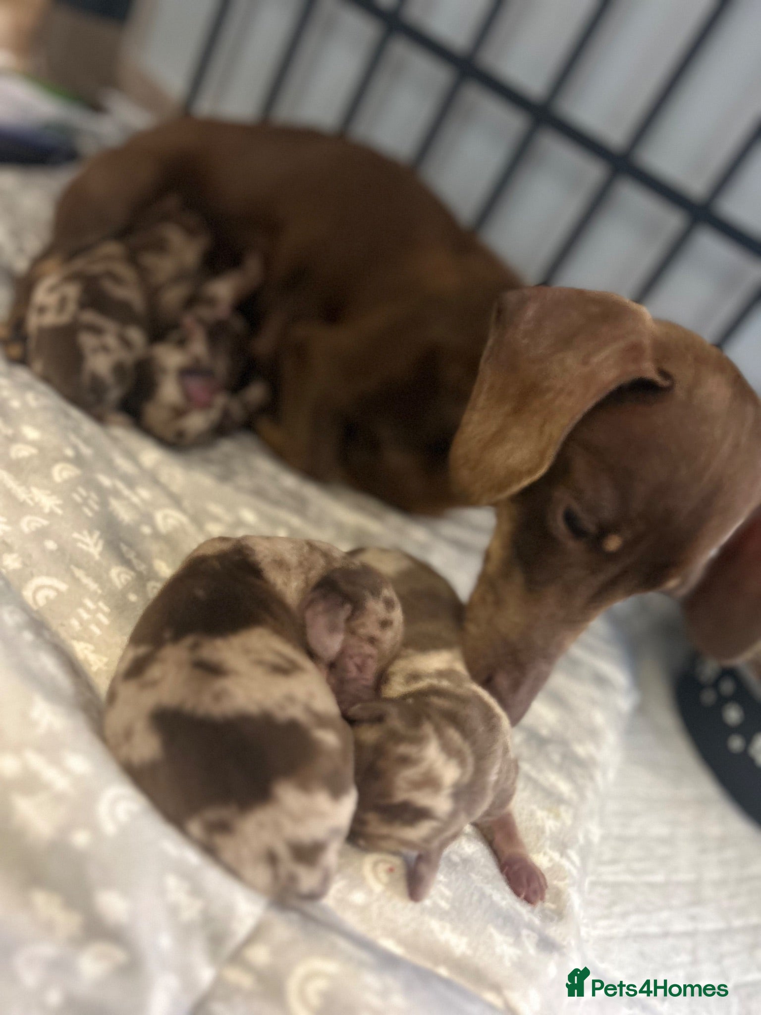 Miniature Dachshund dogs Long haired miniature dachshund  - Advert 1