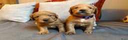 Labradoodle dogs for sale: Fox Red F1 Miniature Labradoodles  - Advert 7
