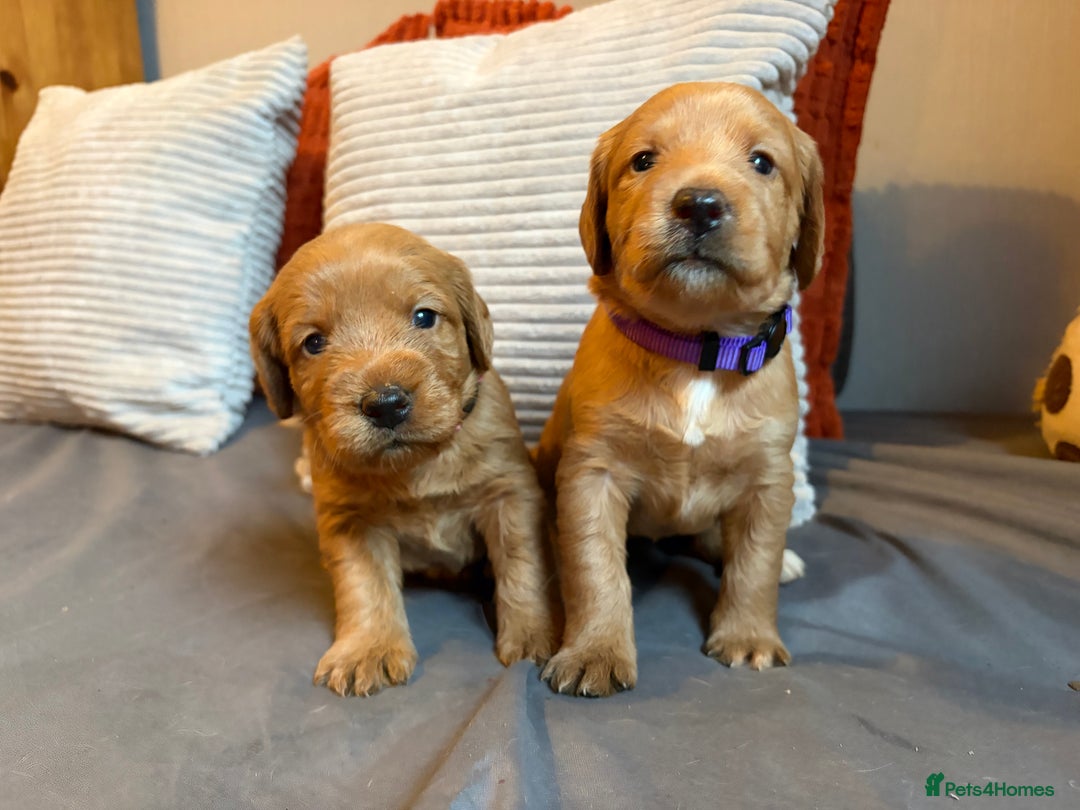 Labradoodle dogs for sale: Fox Red F1 Miniature Labradoodles  - Advert 7
