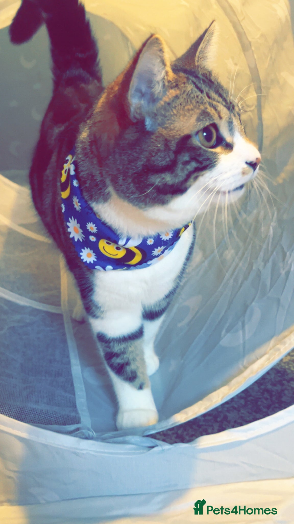 American Shorthair cats marley tabby 13 months old  - Advert 3