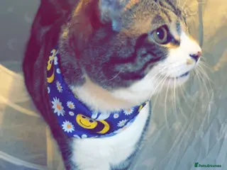 American Shorthair cats marley tabby 13 months old - Advert 3