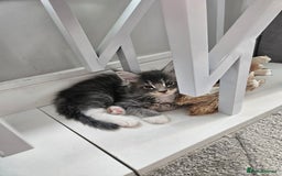 Maine Coon cats for sale: Maine coon kittens  - Image 11