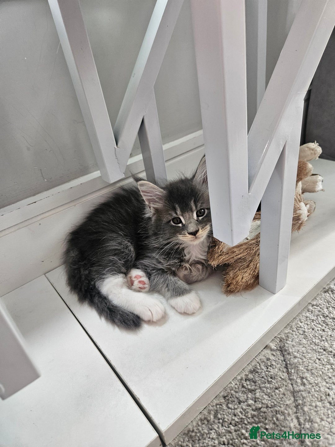 Maine Coon cats for sale: Maine coon kittens  - Image 11