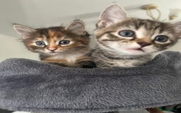 Mixed Breed cats for sale: Four mixed kittens for sale near colchester - Image 4