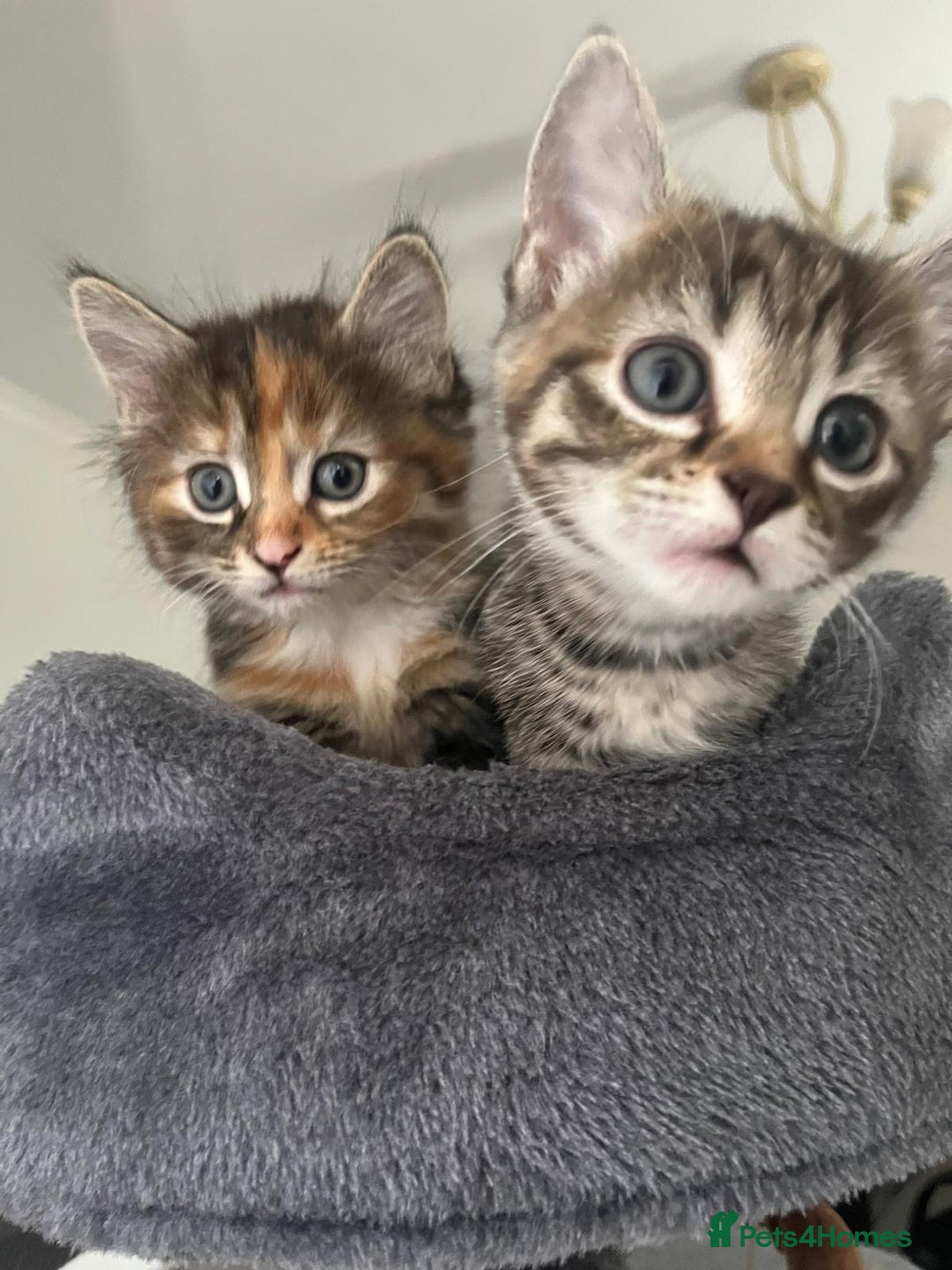 Mixed Breed cats for sale: Four mixed kittens for sale near colchester - Image 4