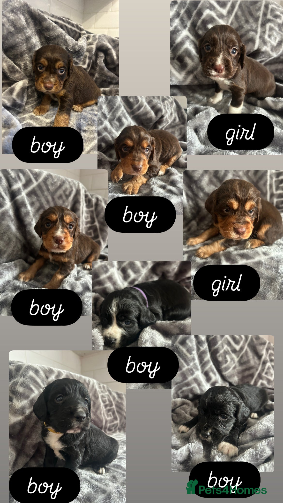 Cocker Spaniel dogs Cocker Spaniel Puppies *For Sale*  - Advert 13
