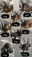 Cocker Spaniel dogs Cocker Spaniel Puppies *For Sale* - Advert 15