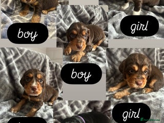 Cocker Spaniel dogs for sale - Advert 1