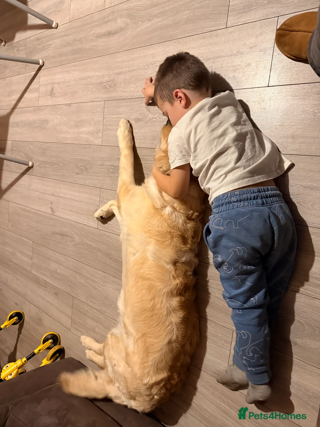 Golden Retriever dogs for sale: Stunning golden girl for sale.  - Advert 11