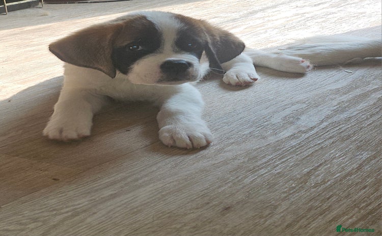 Saint Bernard dogs in Malvern - Advert 2