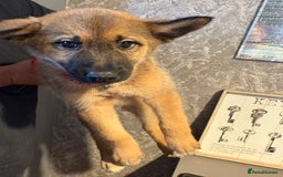 Mixed Breed dogs for sale: Siberian husky cross belgian malinois - Image 28