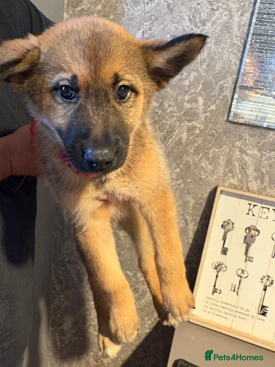 Mixed Breed dogs for sale: Siberian husky cross belgian malinois - Image 28