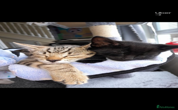 Domestic Shorthair cats - Advert 3