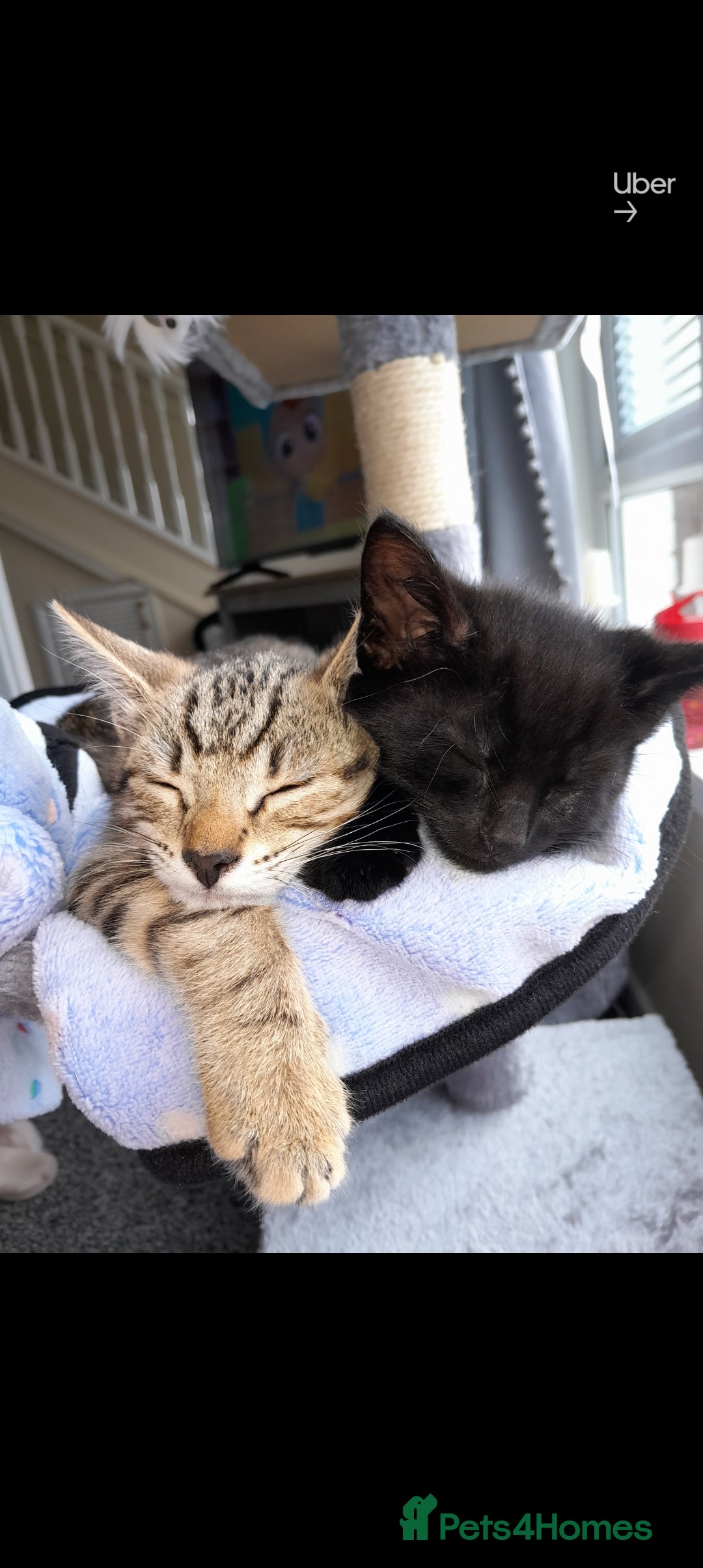 Domestic Shorthair cats for sale: 2 Beautiful boys need rehoming - Image 1