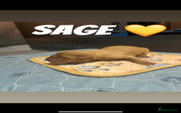 Labrador Retriever dogs for sale: Fox red Labrador puppies  - Image 8