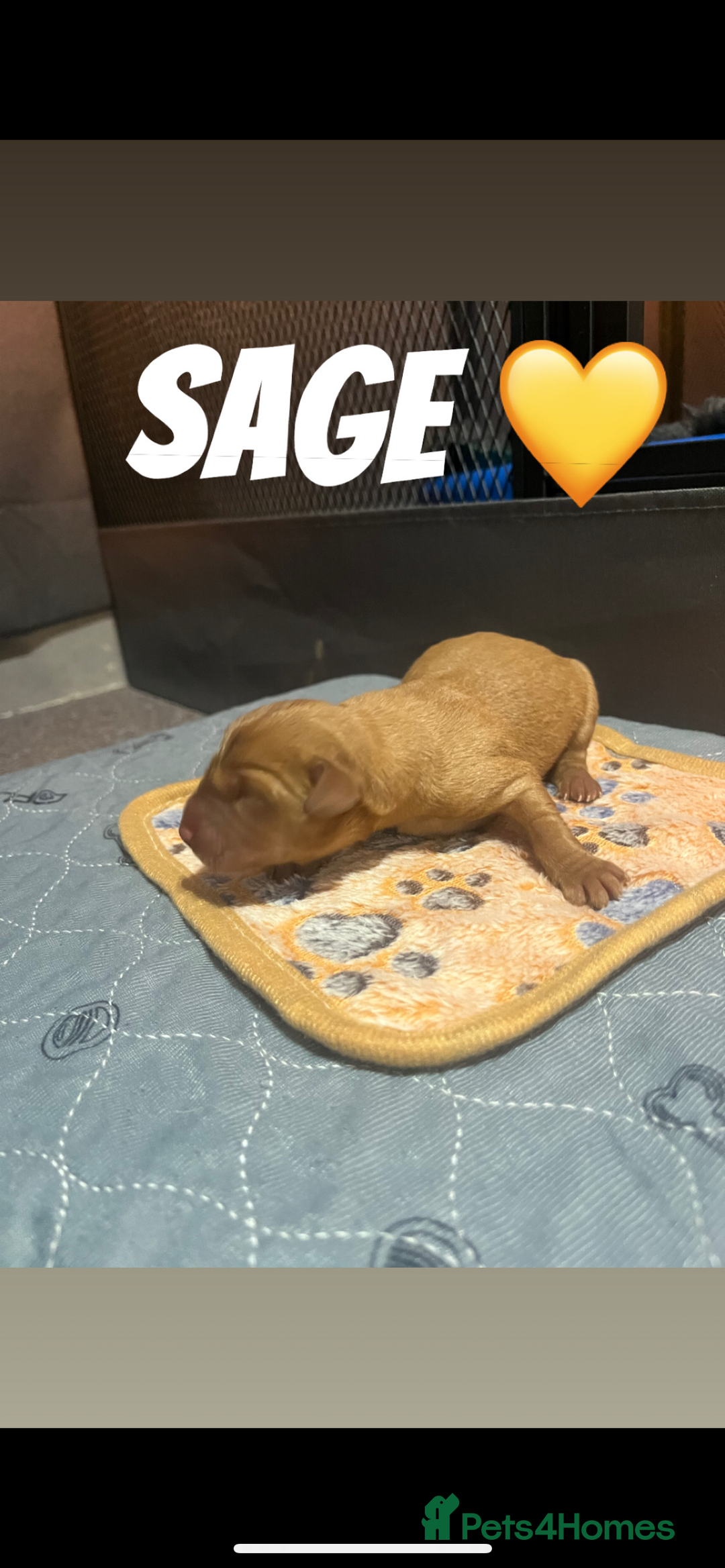 Labrador Retriever dogs for sale: Fox red Labrador puppies  - Image 8