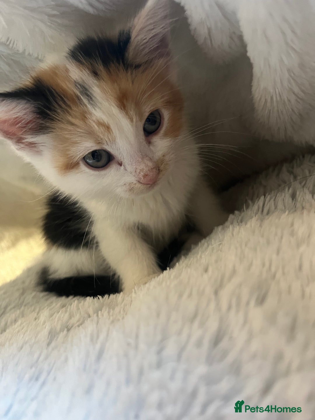 Mixed Breed cats for sale: 🐾 Beautiful 8 week old Calico Female Kittens - Advert 5