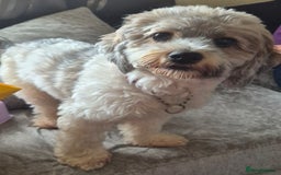 Shorkie dogs for sale: SHORKIE / SHISH TUZ - Image 2