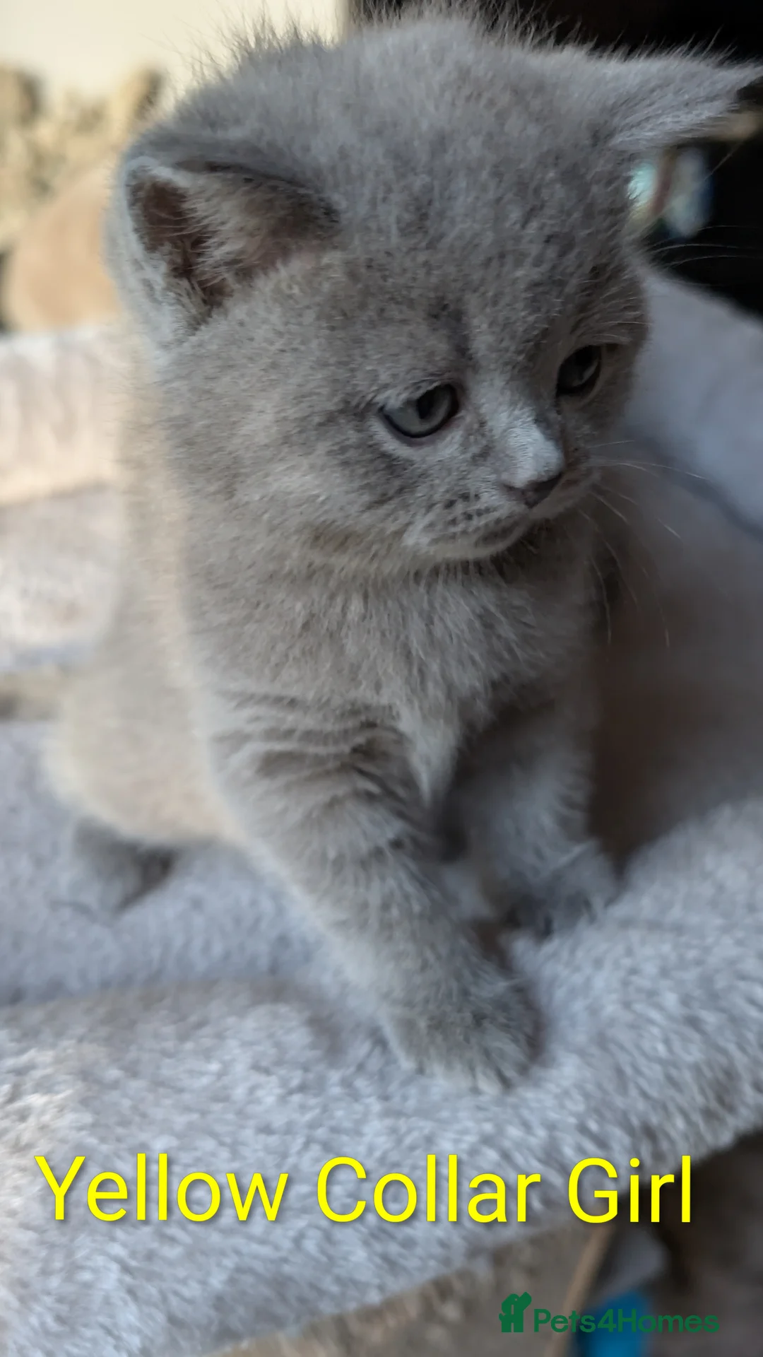 British Shorthair cats for sale: 🐾 Stunning Blue British Longhair & Shorthair  - Advert 18