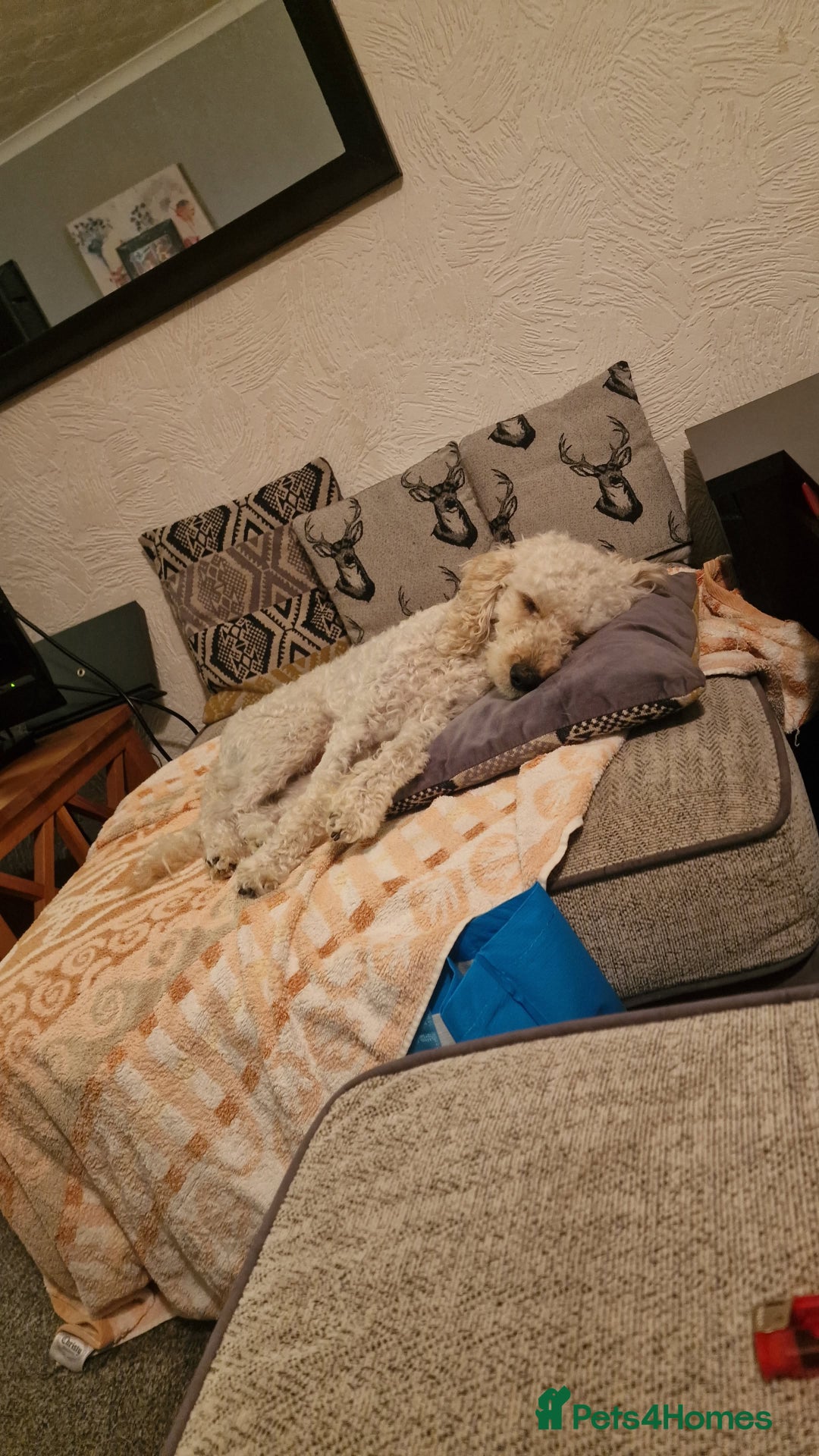 Cockapoo dogs for sale: MALE COCKAPOO - Advert 3