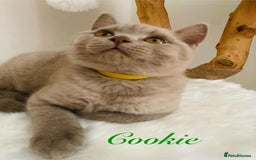 British Shorthair cats for sale: British Shorthair kittens, GCCF Certificate  in Dundee - Image 8