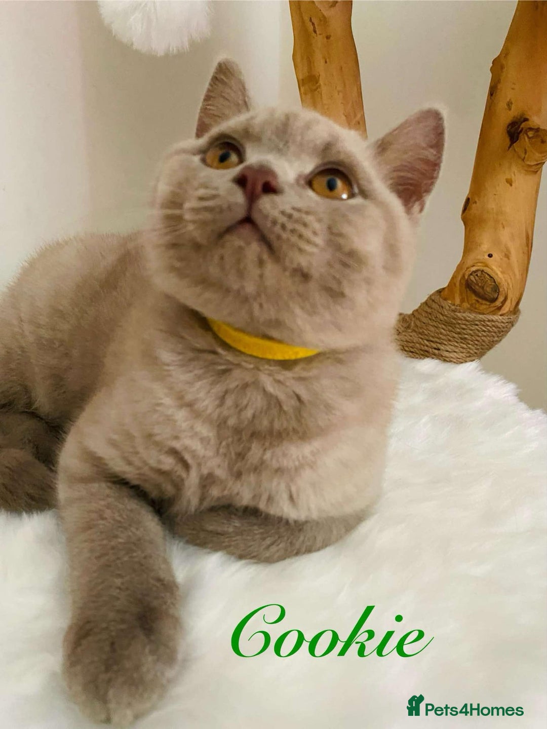 British Shorthair cats for sale: British Shorthair kittens, GCCF Certificate  in Dundee - Image 8