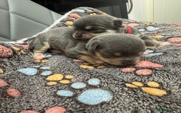 Chihuahua dogs for sale: Chihuahua  - Image 3