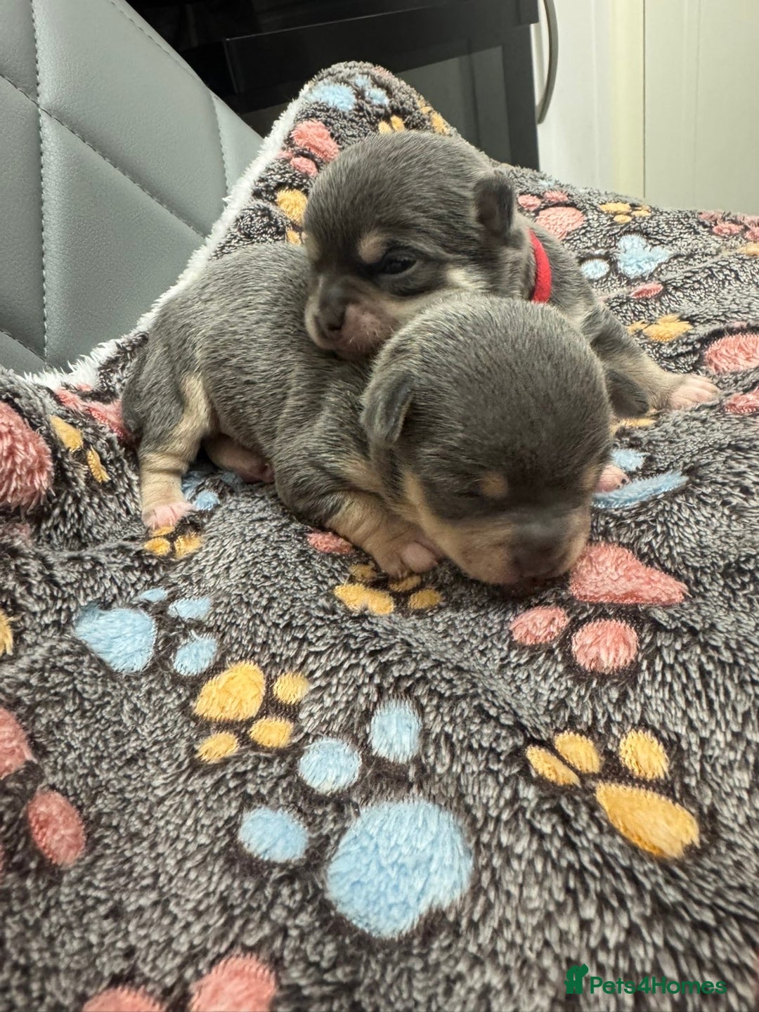 Chihuahua dogs for sale: Chihuahua  - Image 3