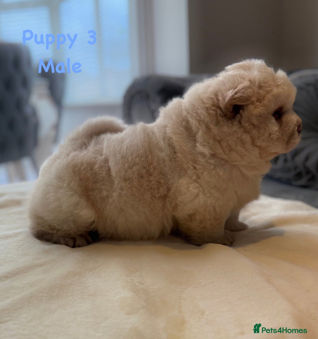 Teacup Chow Chow Chow Full Grown Size Cheap Chow Size Top Sale