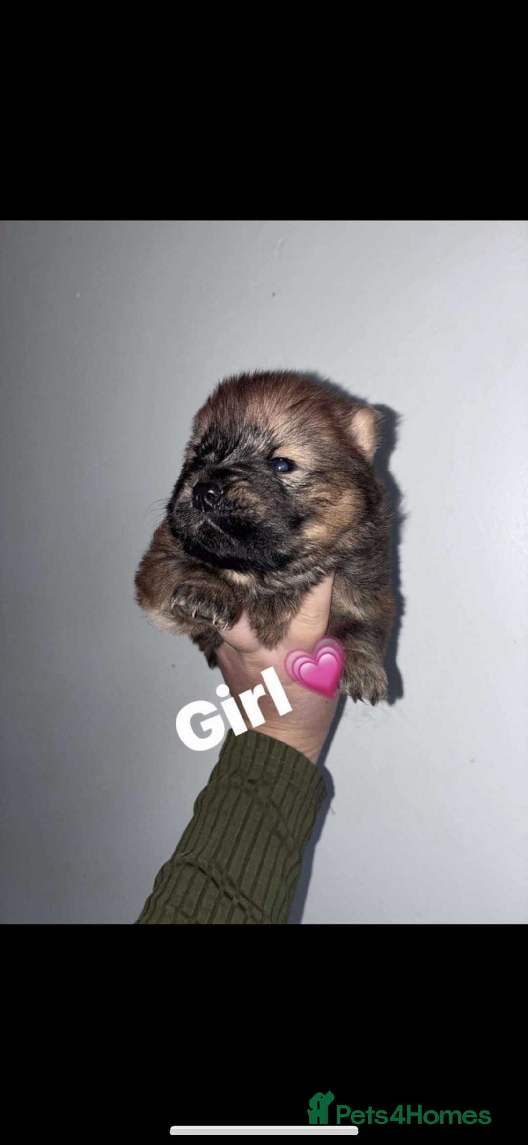 Chow Chow dogs for sale: Chow chow puppies - Advert 10