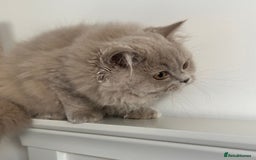 British Shorthair cats for sale: Ready🏡British Shorthair Chuky Kittens - Image 17