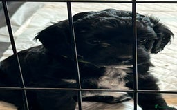 Cockapoo dogs for sale: F2 Cockapoo Puppies - Image 16