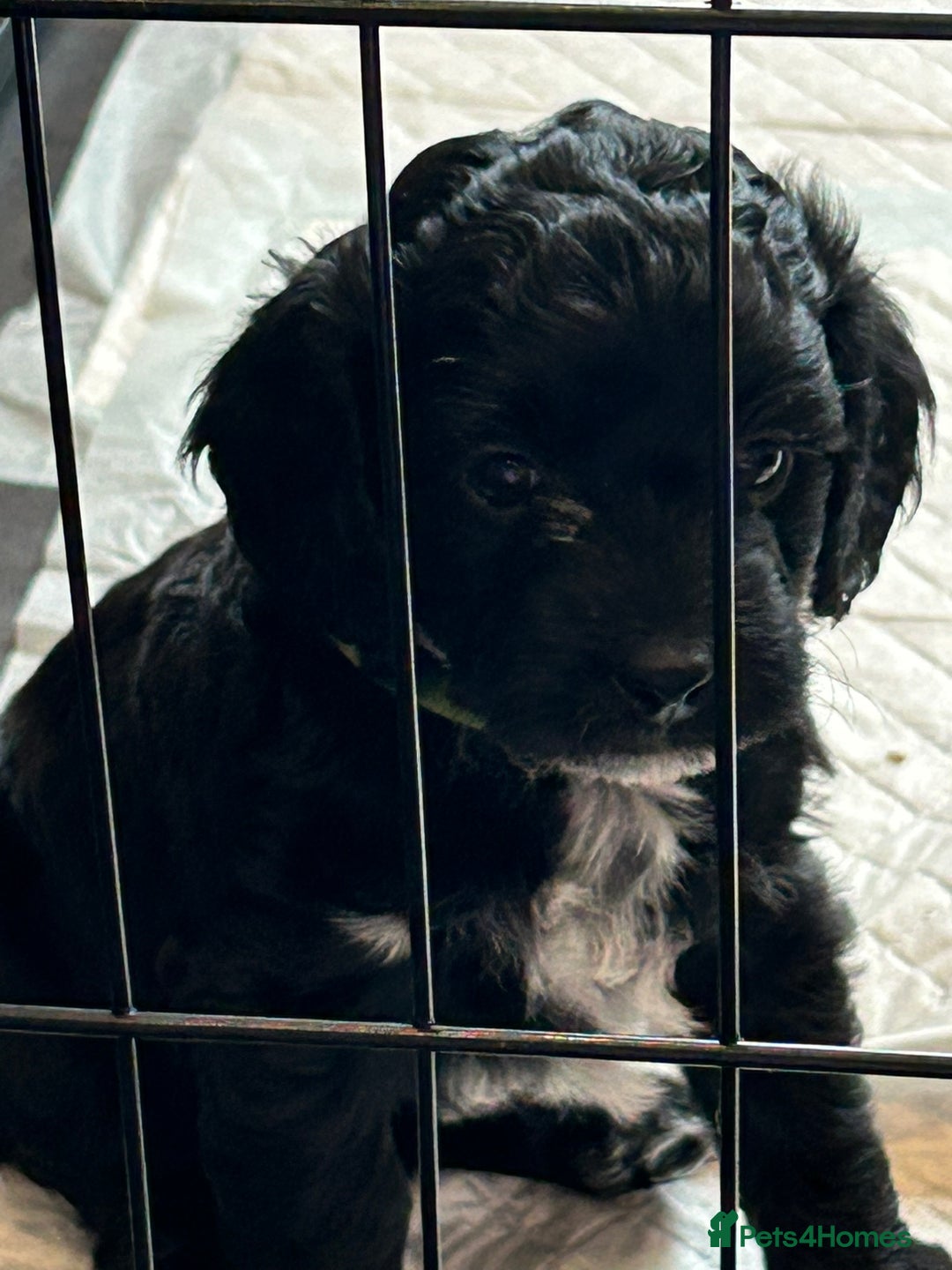 Cockapoo dogs for sale: F2 Cockapoo Puppies - Image 16