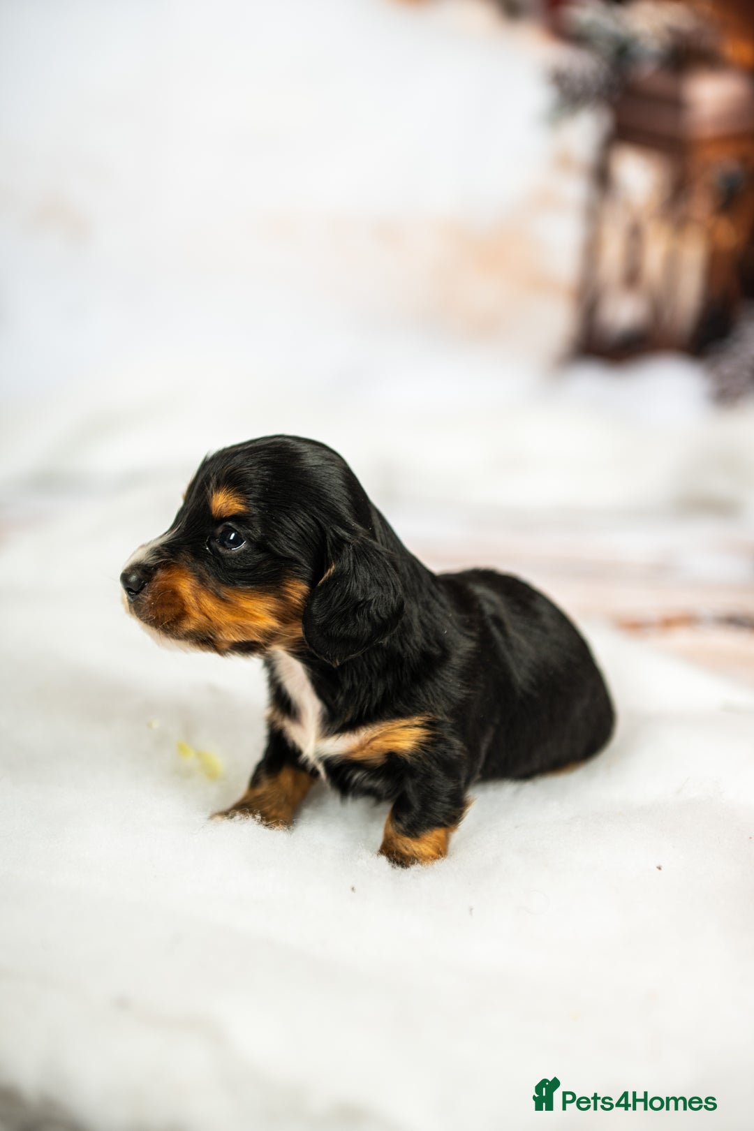 Miniature Dachshund dogs for sale: 6 KC miniature dashound puppies  - Advert 22